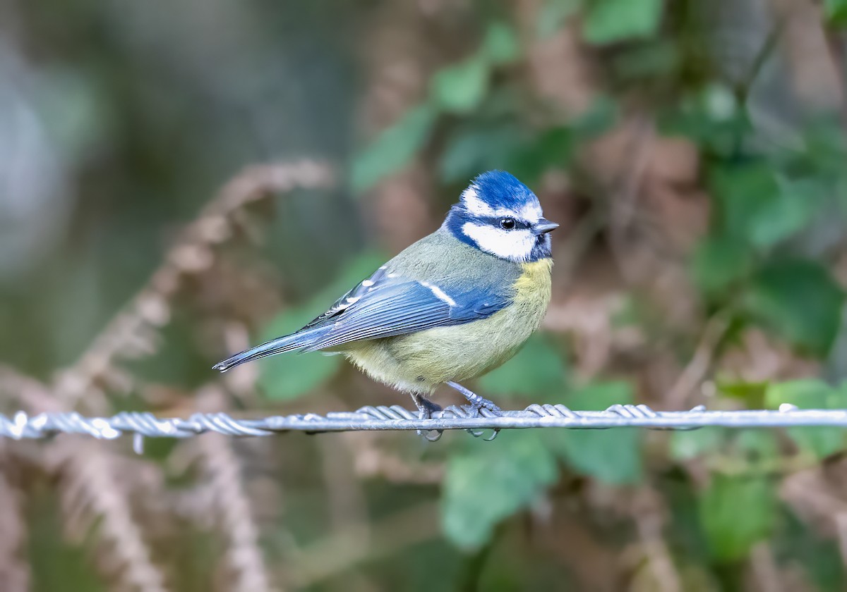 Herrerillo Común - ML644643126