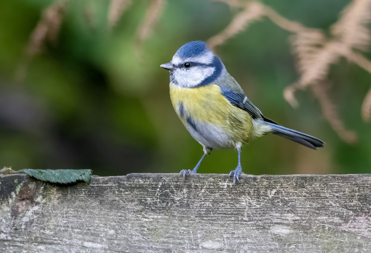 Herrerillo Común - ML644643127