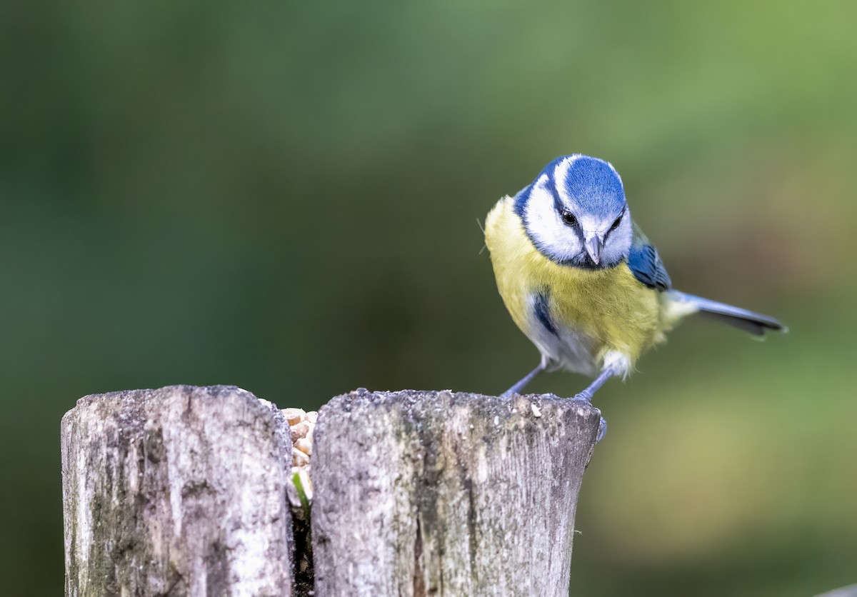 Herrerillo Común - ML644643128