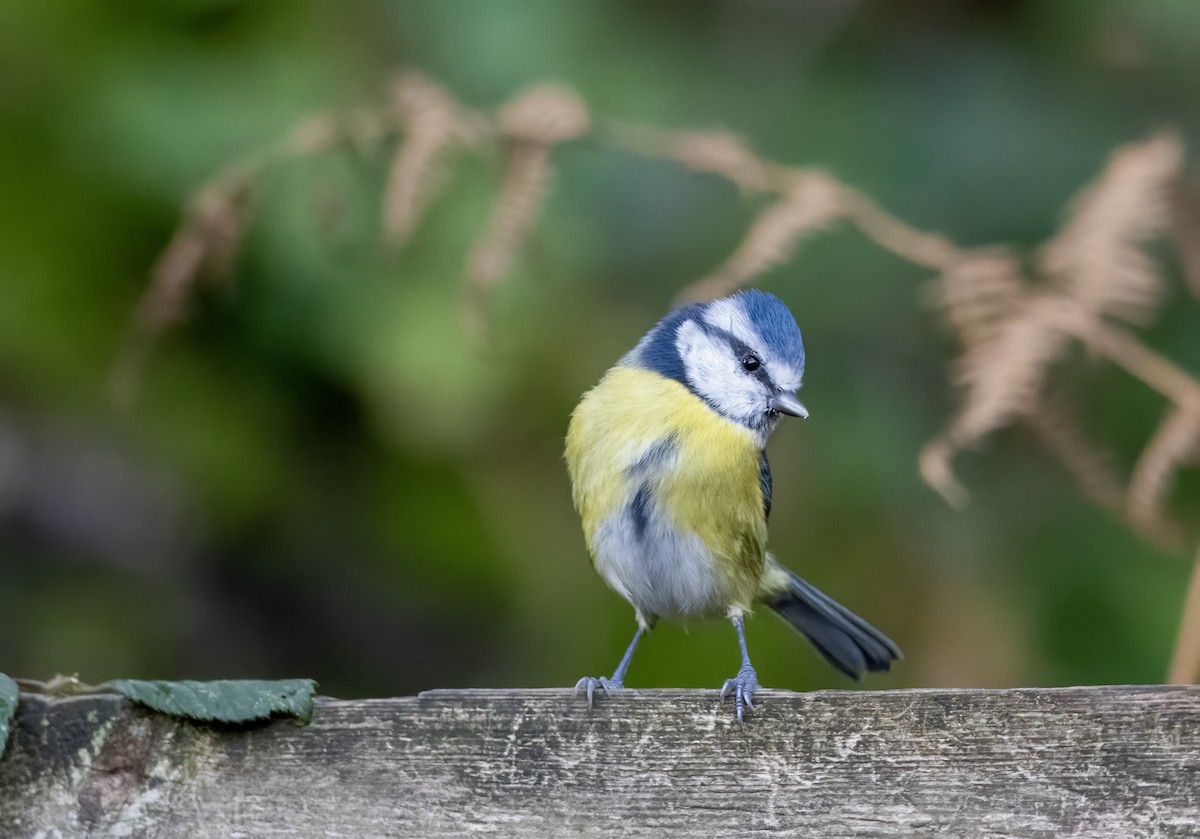 Herrerillo Común - ML644643129