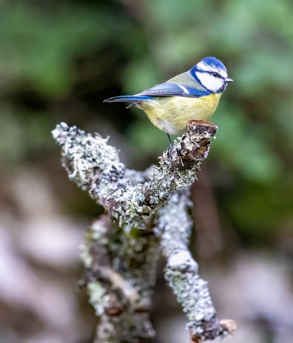 Herrerillo Común - ML644643131