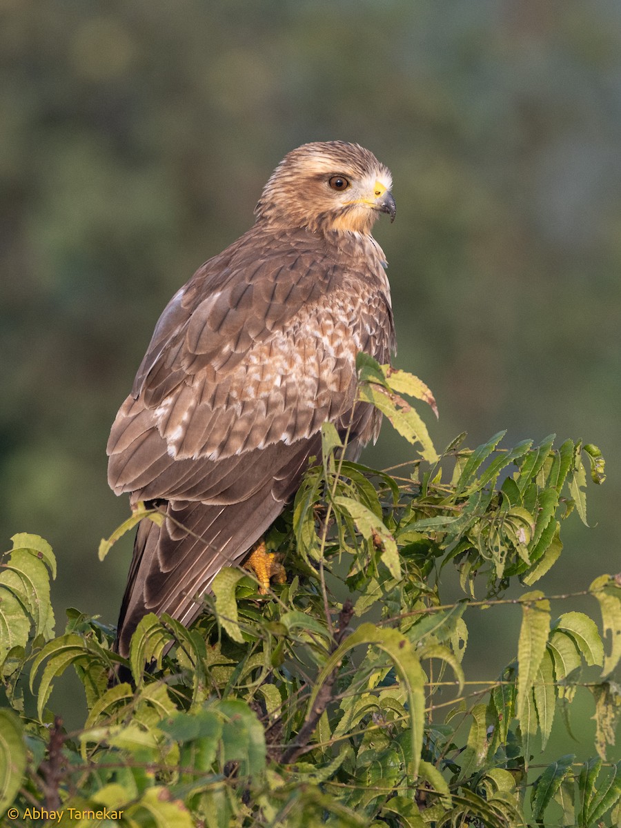 Busardo Tisa - ML644643132