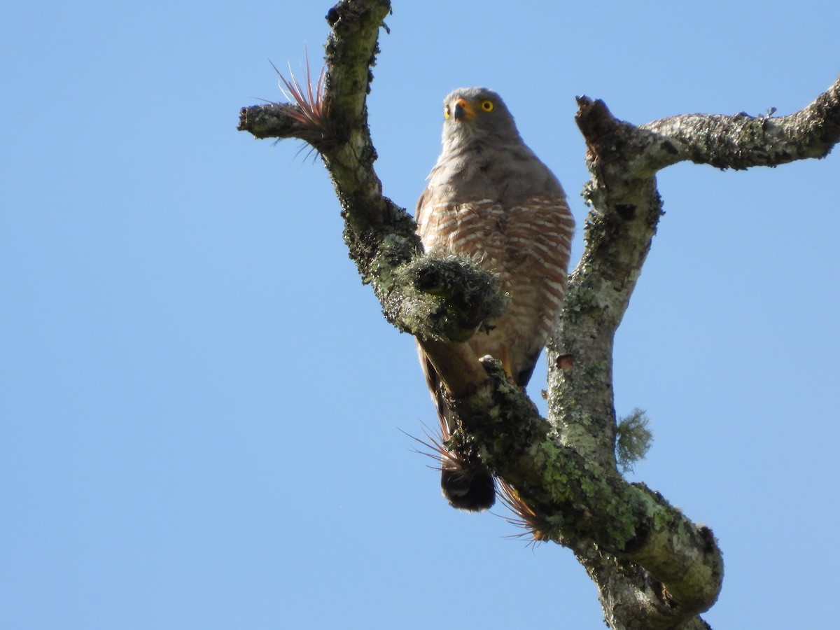 Busardo Caminero - ML644643136