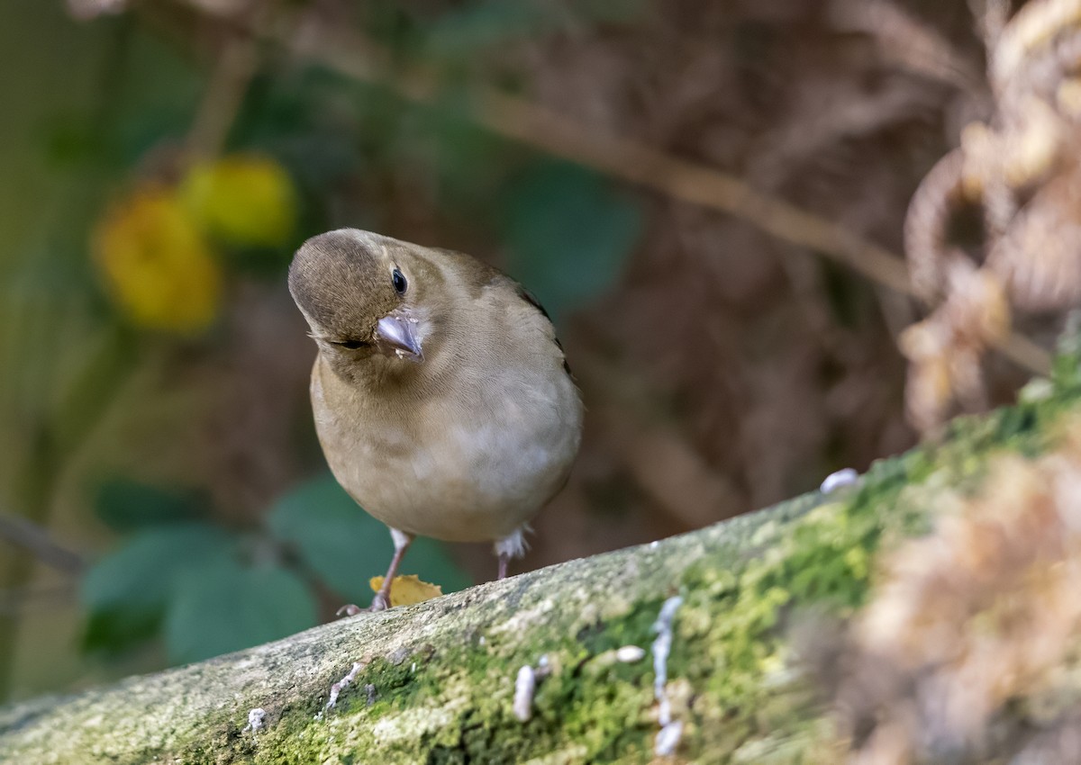 Mosquitero Común - ML644643138