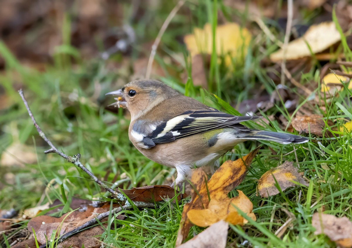 Mosquitero Común - ML644643139