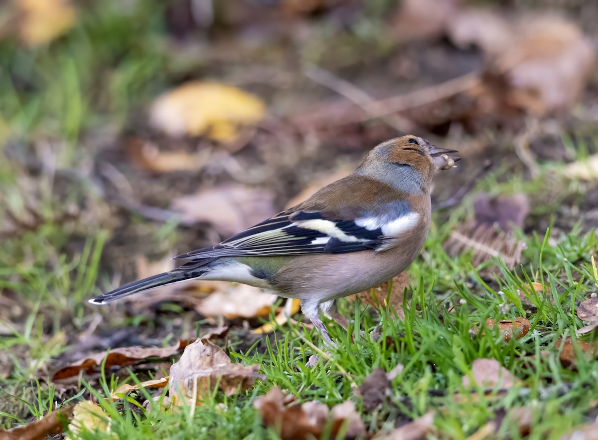 Mosquitero Común - ML644643140