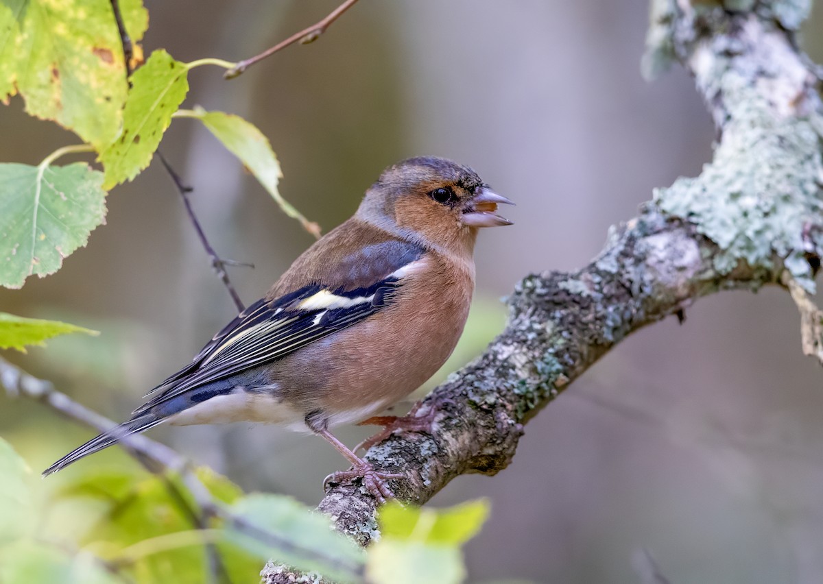 Mosquitero Común - ML644643141