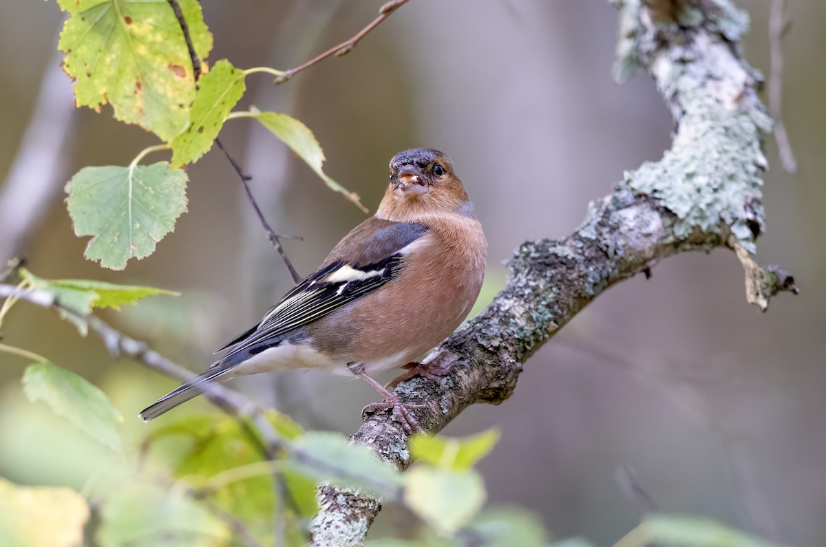 Mosquitero Común - ML644643142