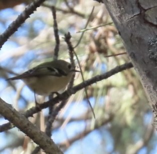 Goldcrest - ML644643150