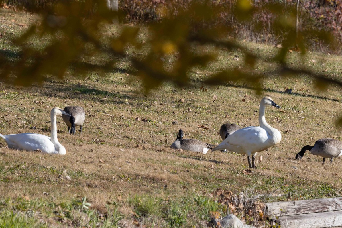 ברבור אמריקני - ML644643162