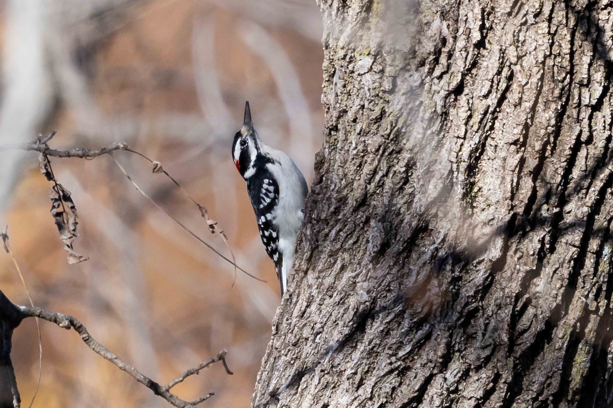 Hairy Woodpecker - ML644643173