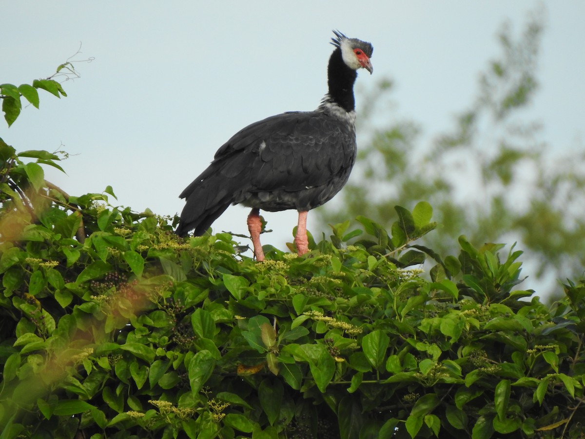 Northern Screamer - ML644643174
