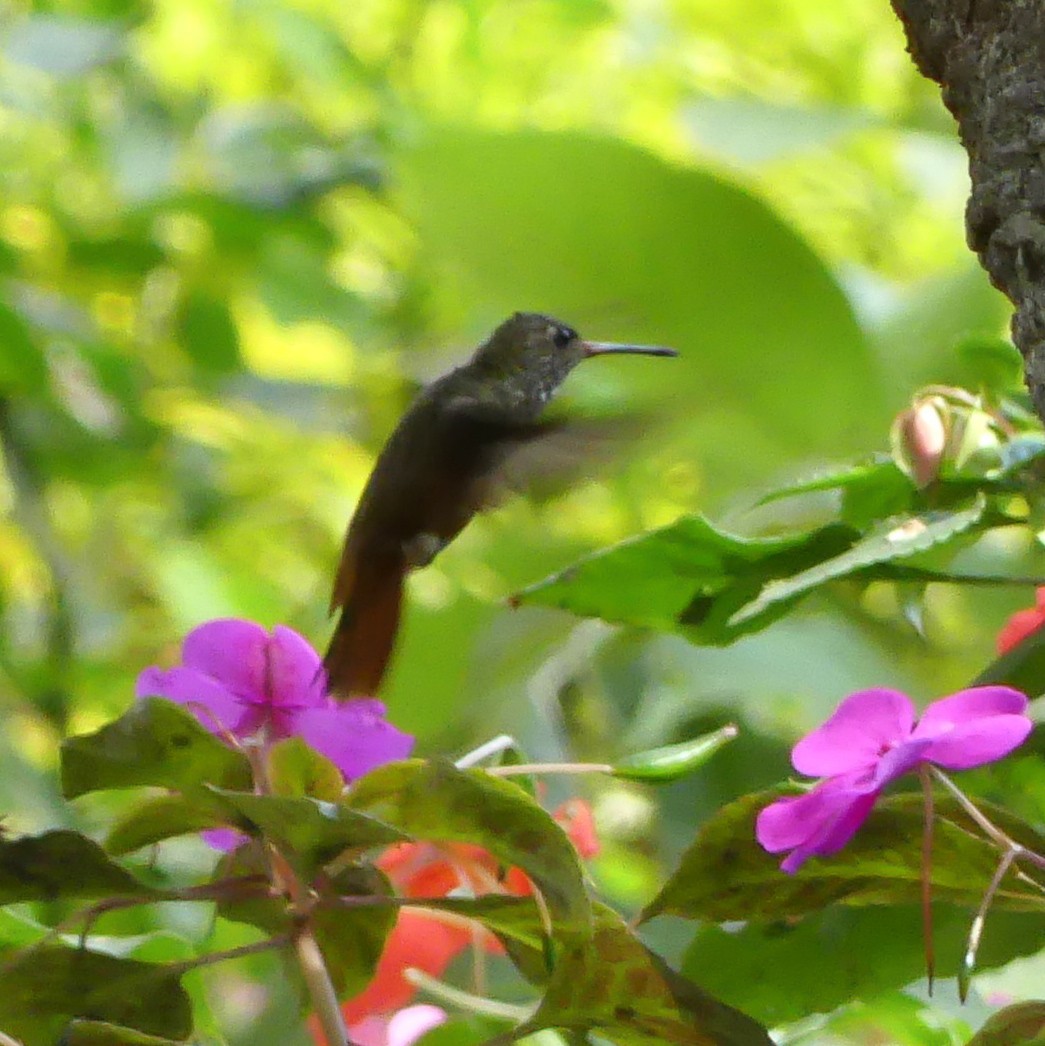 Amazilia Hummingbird - ML644643178