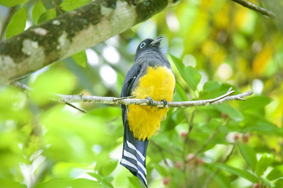 Black-headed Trogon - ML644643181