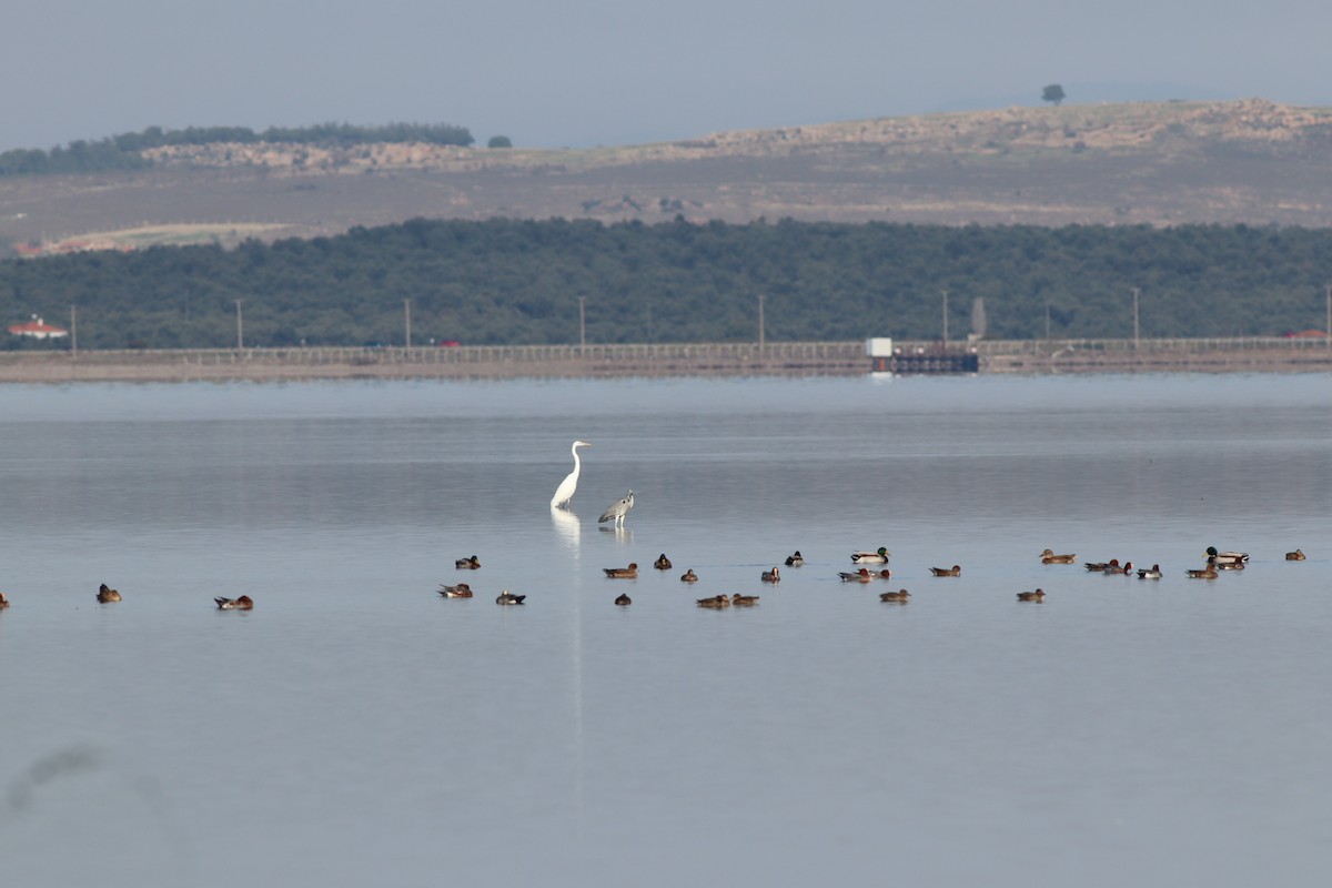 Ногоохон нугас - ML644643187