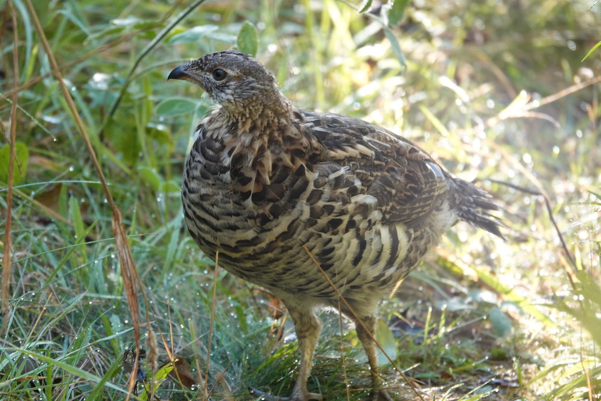 Spruce Grouse - ML644643190
