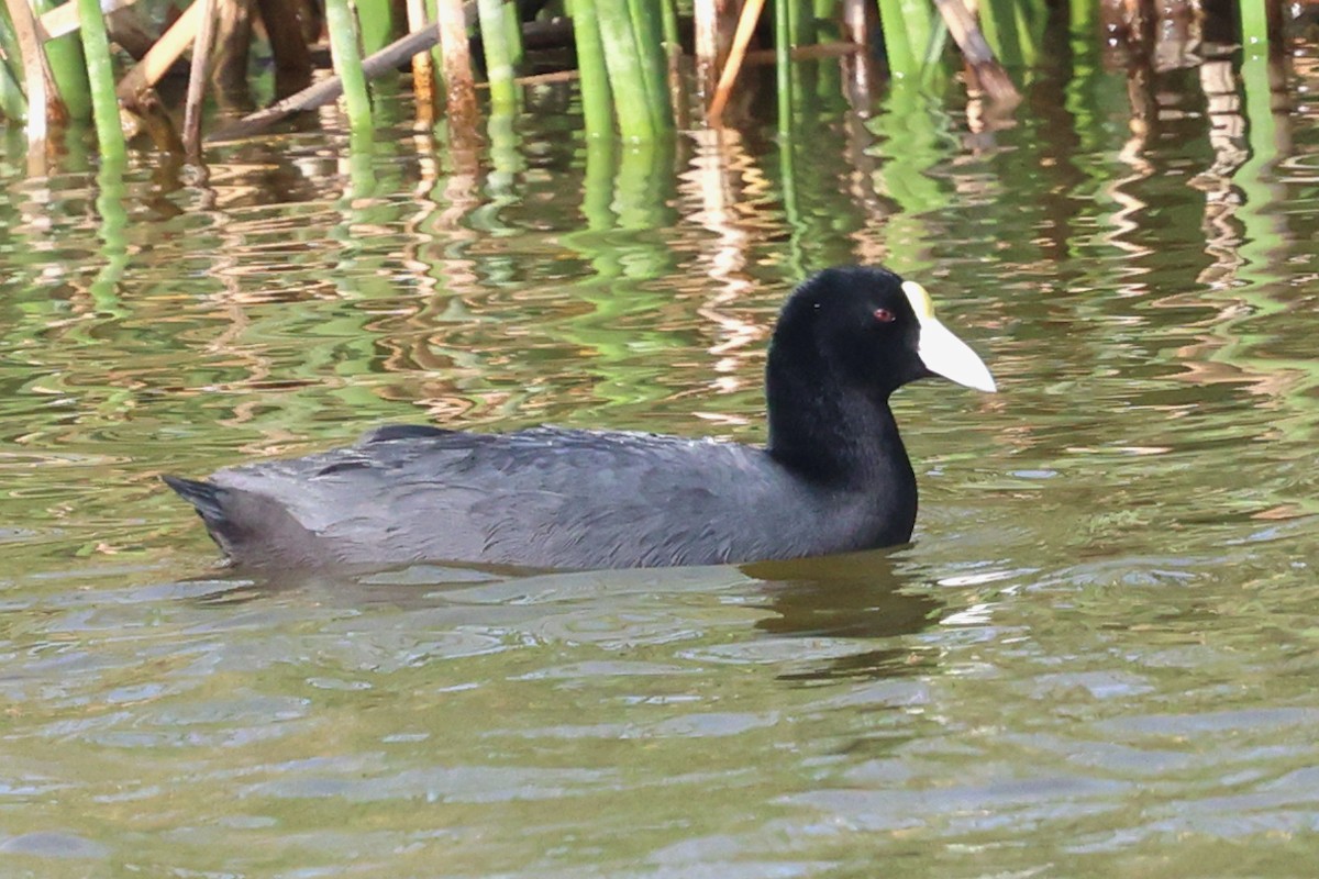 Slate-colored Coot - ML644643192