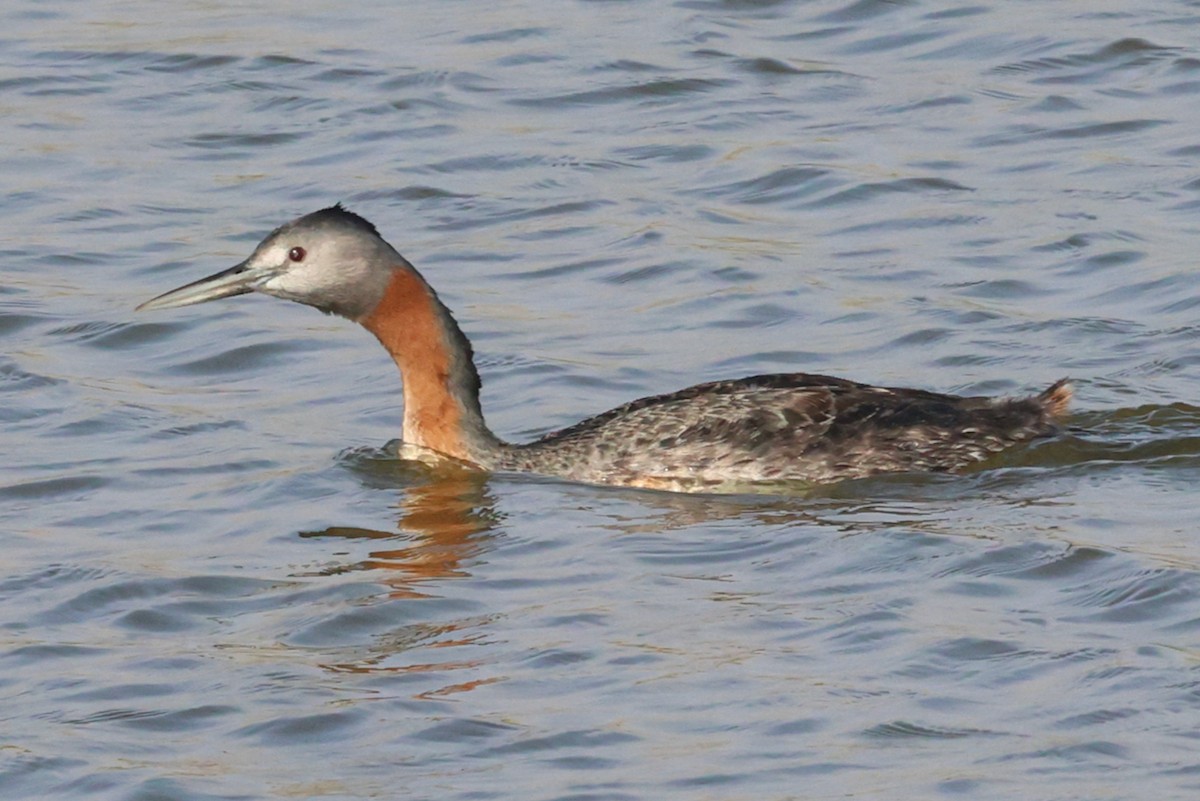 Great Grebe - ML644643193