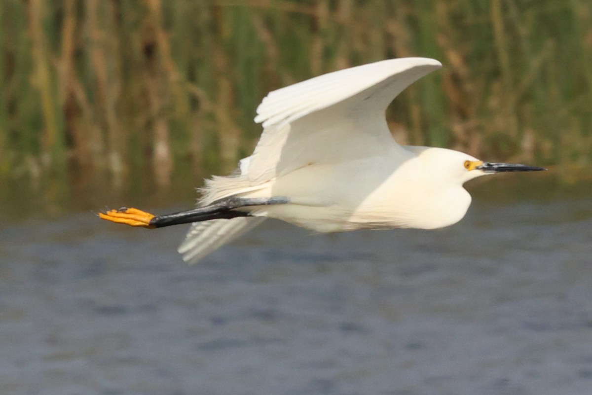 Snowy Egret - ML644643197