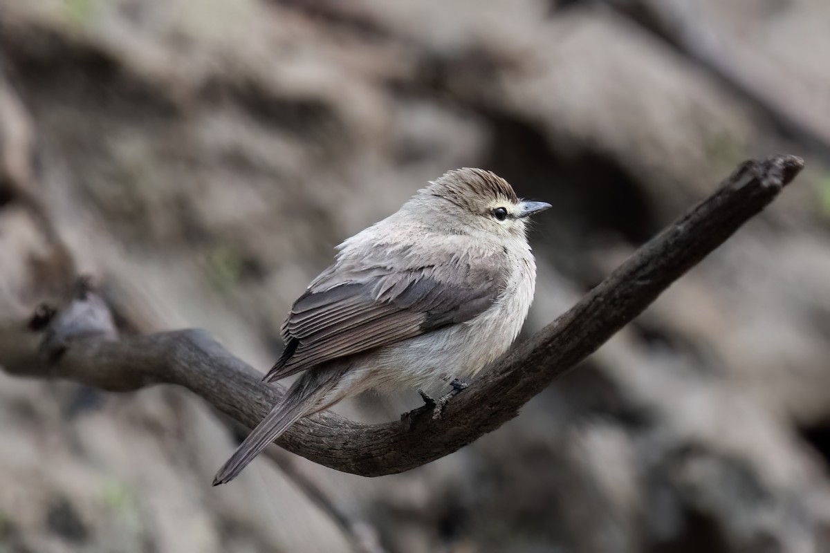 elvetyrann - ML644643201