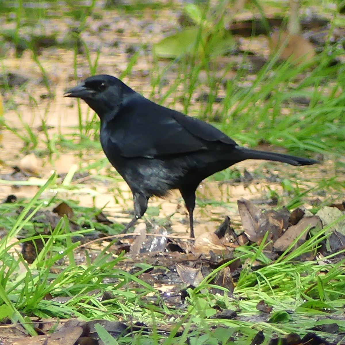 Scrub Blackbird - ML644643203