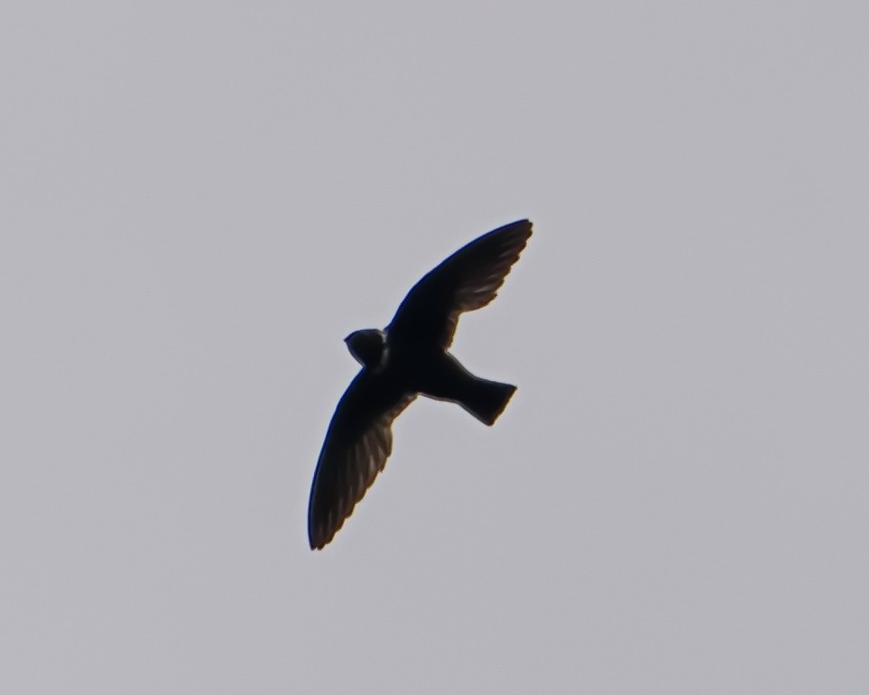 White-collared Swift - ML644643207