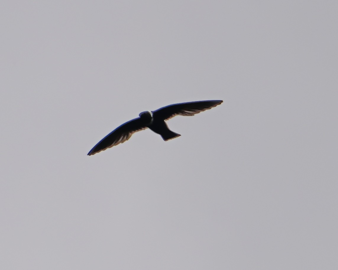 White-collared Swift - ML644643208