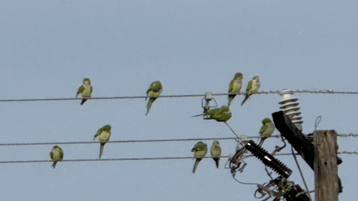 Monk Parakeet - ML644643209