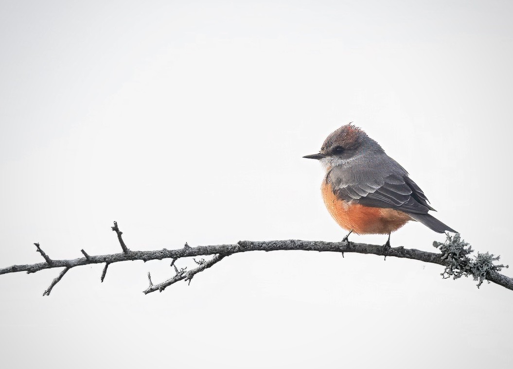 Vermilion Flycatcher - ML644643210