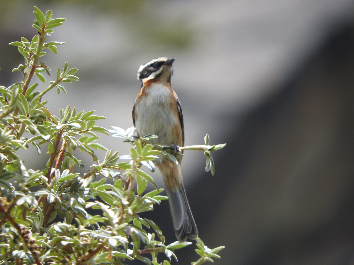 Plain-tailed Warbling Finch - ML644643211