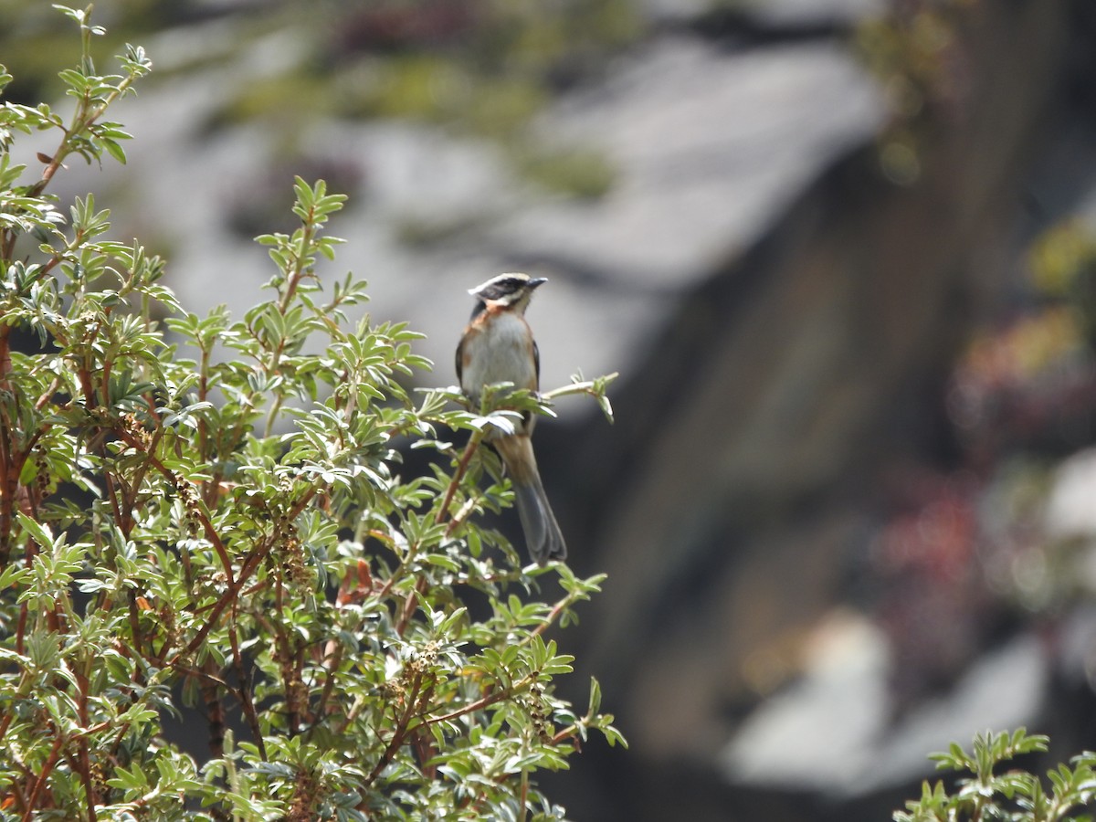 Plain-tailed Warbling Finch - ML644643212