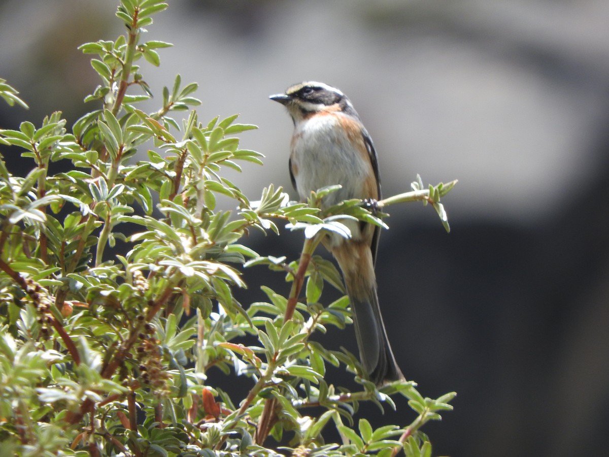 Plain-tailed Warbling Finch - ML644643213