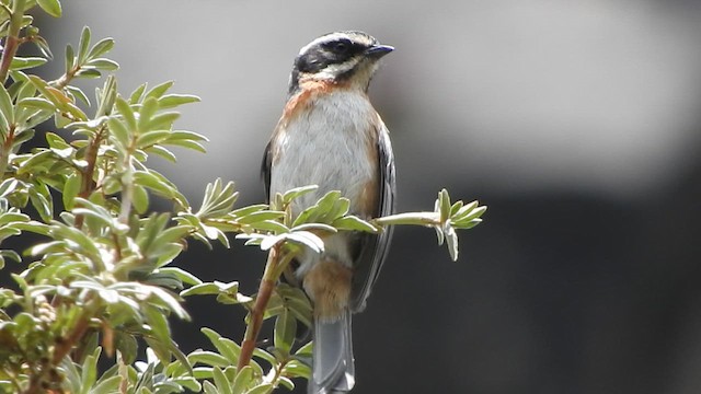 Plain-tailed Warbling Finch - ML644643214