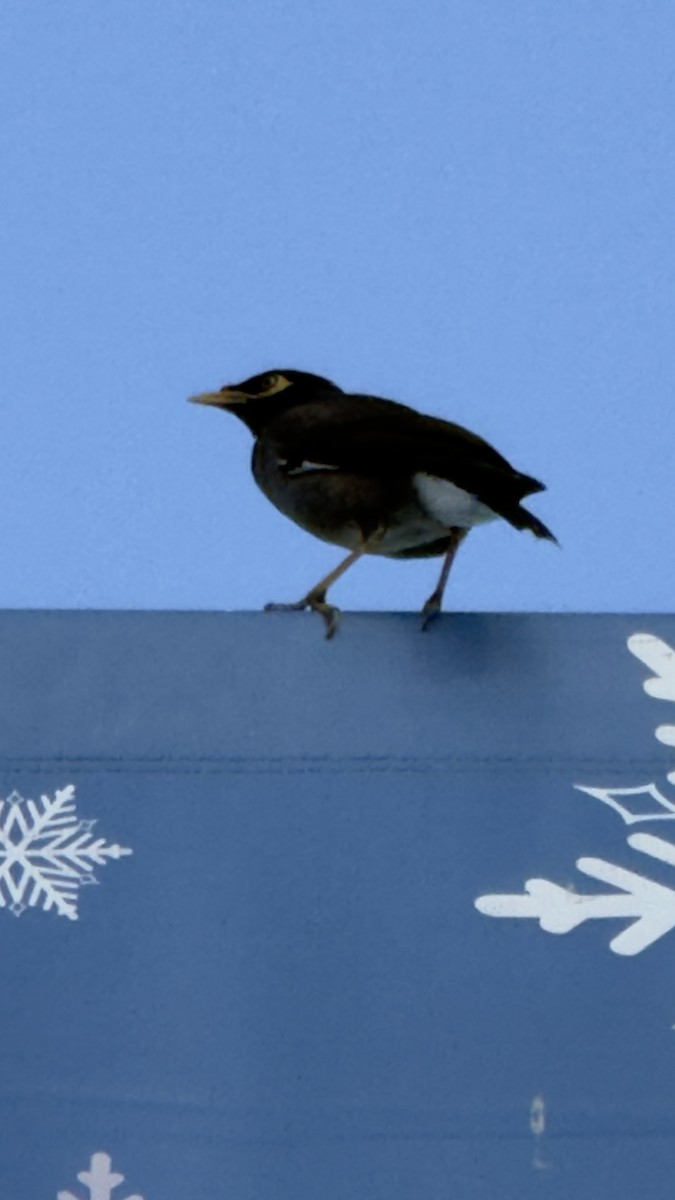 Тольт бор тодол - ML644643218