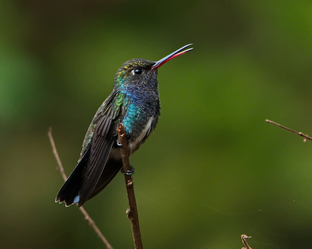 Sapphire-spangled Emerald - ML644643219