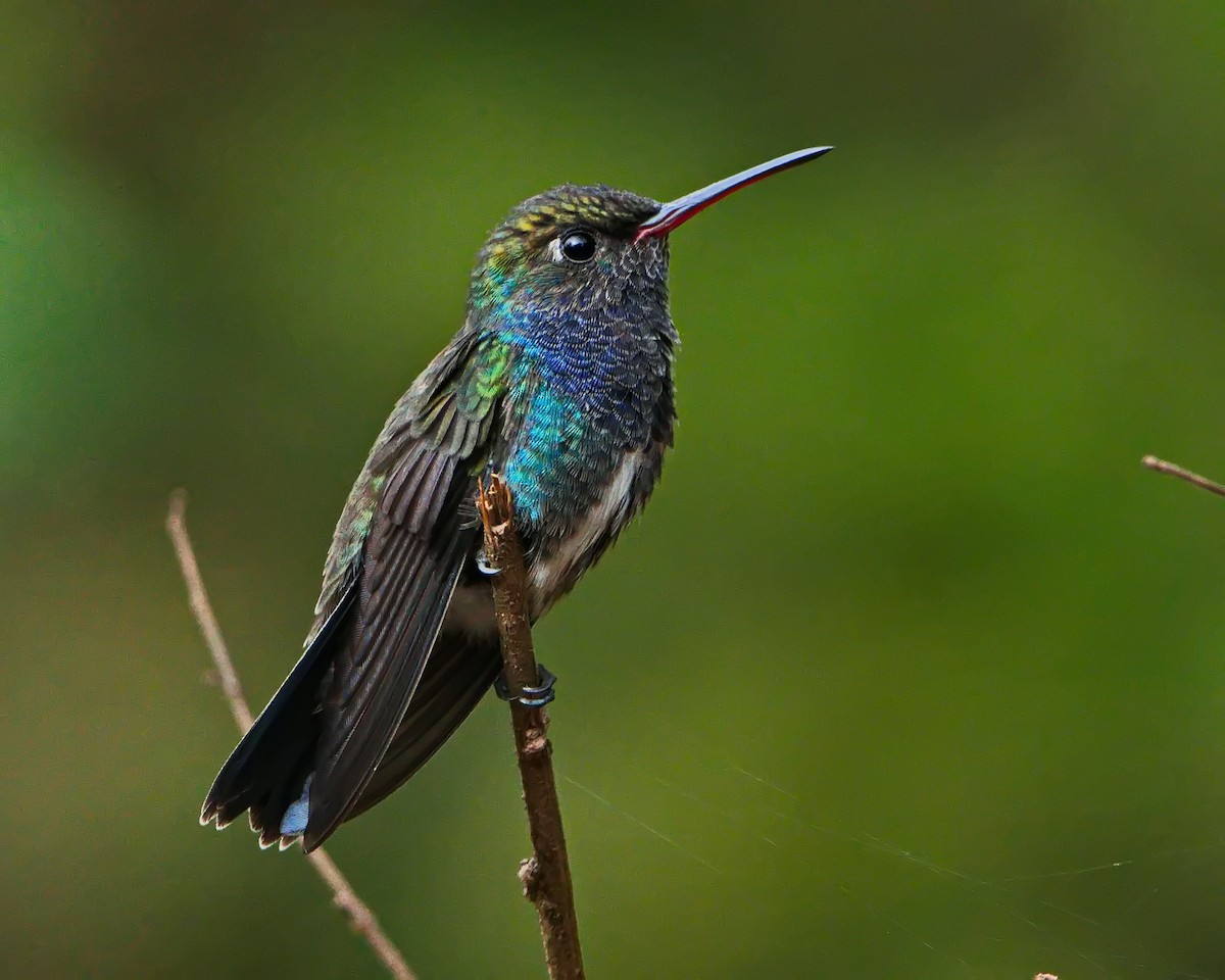 Sapphire-spangled Emerald - ML644643220