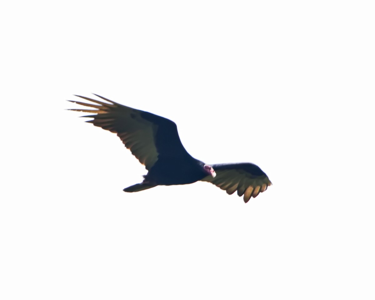 Turkey Vulture - ML644643222
