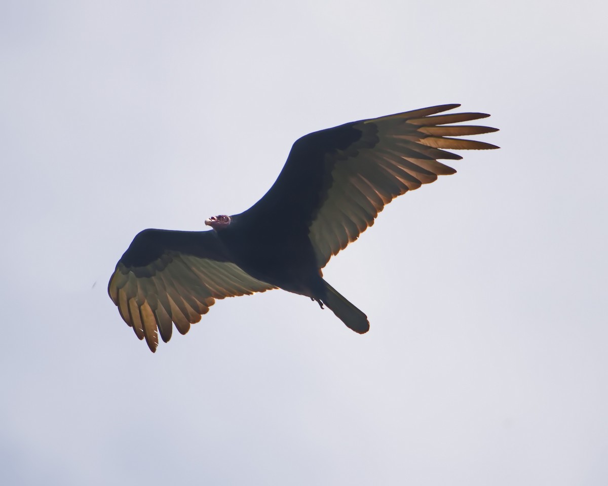 Turkey Vulture - ML644643223