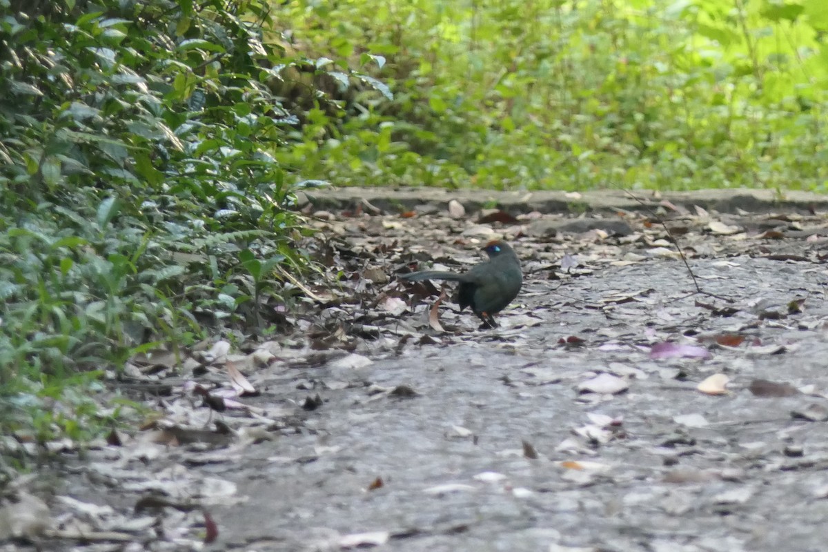 Red-fronted Coua - ML644643224