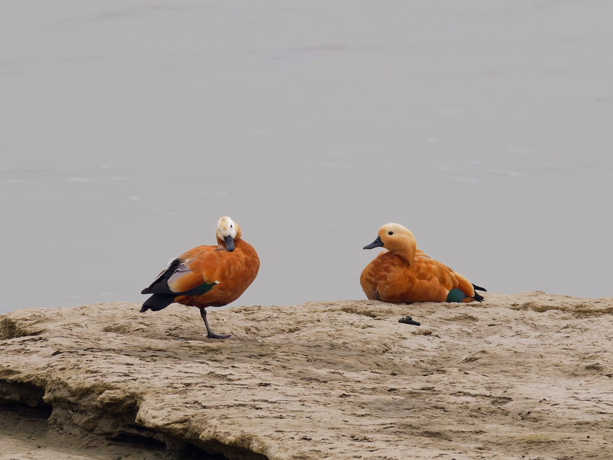 Rostgans - ML644643225