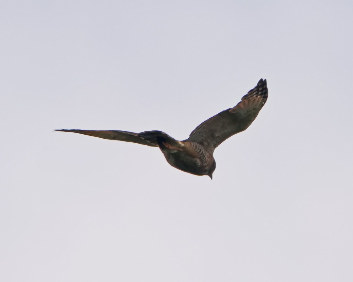 Roadside Hawk - ML644643228