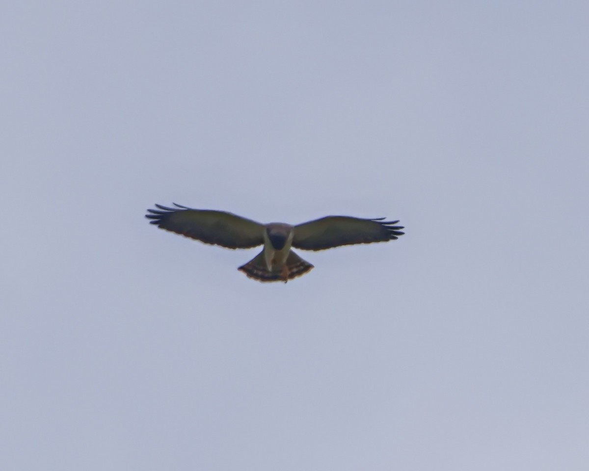 Short-tailed Hawk - ML644643233