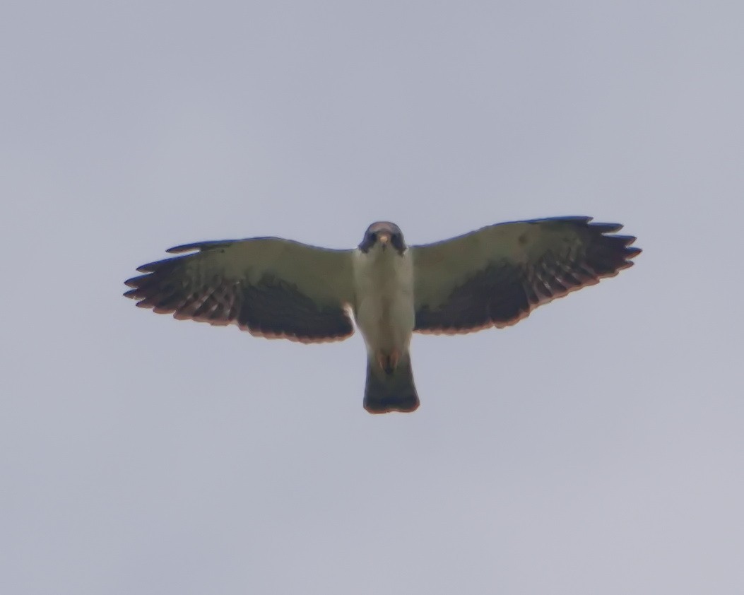 Short-tailed Hawk - ML644643234
