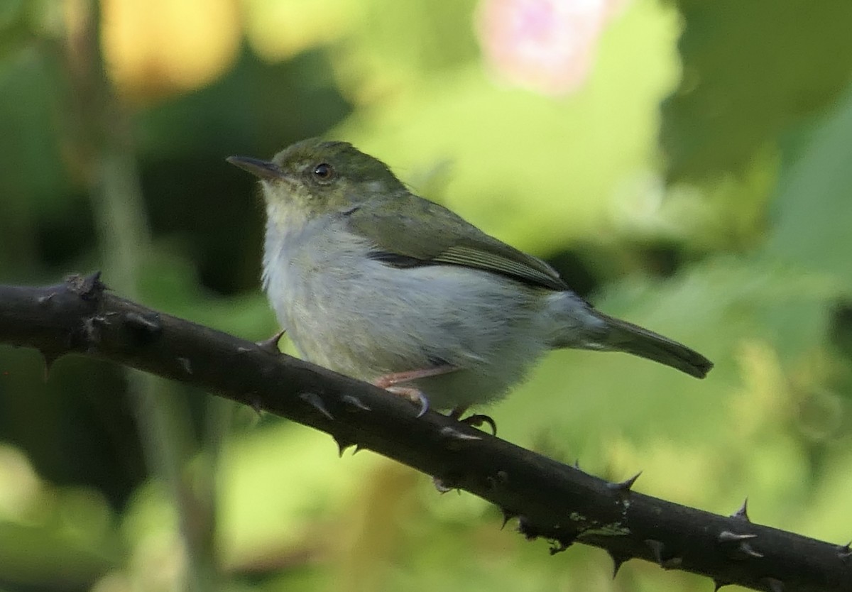 Green Jery - ML644643235