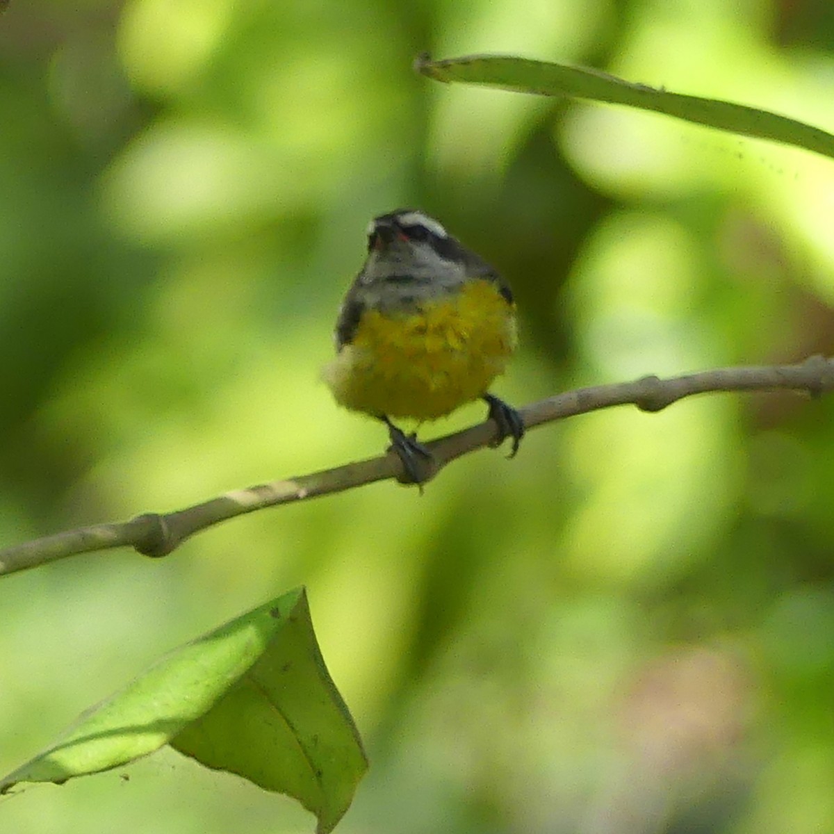 Bananaquit - ML644643236
