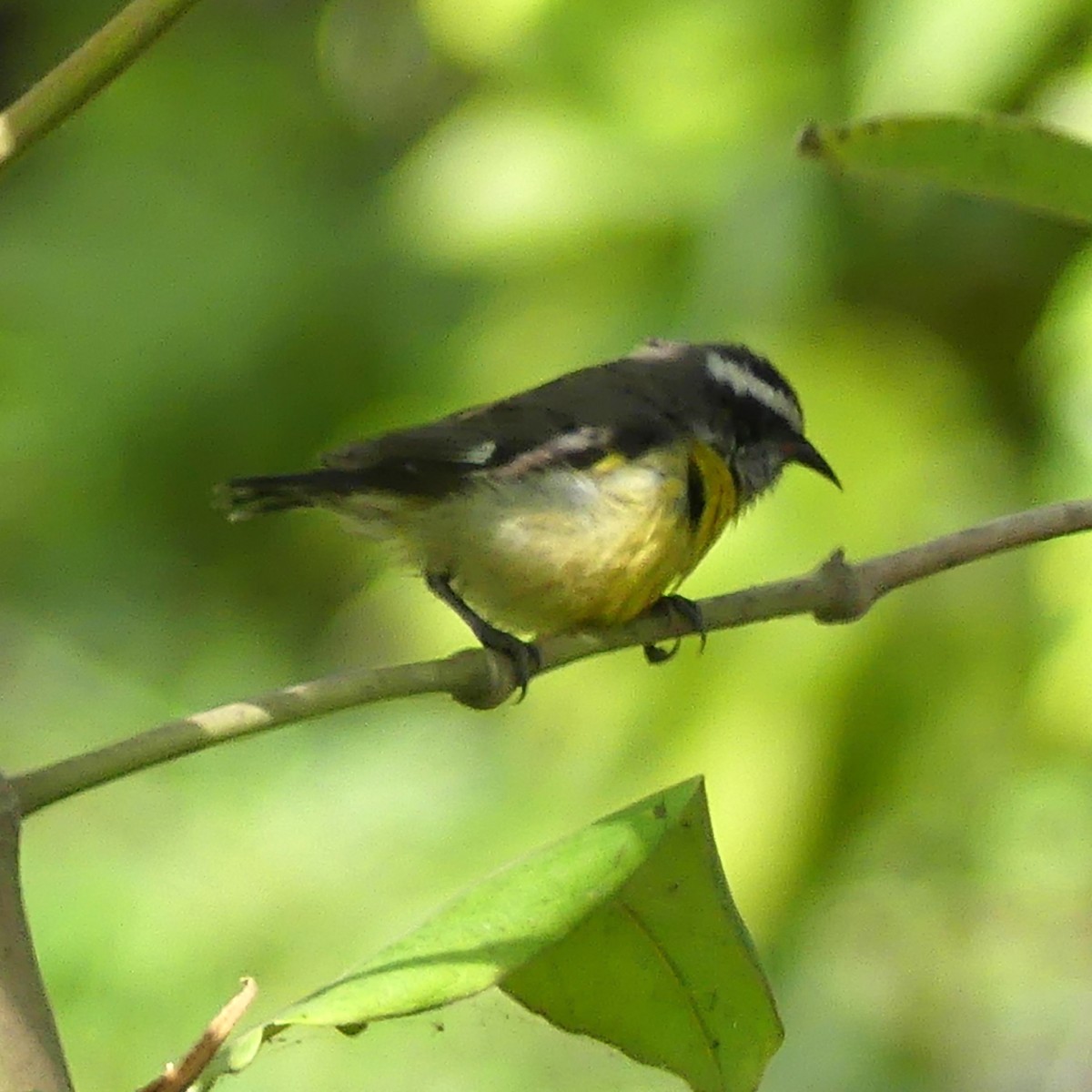 Bananaquit - ML644643237