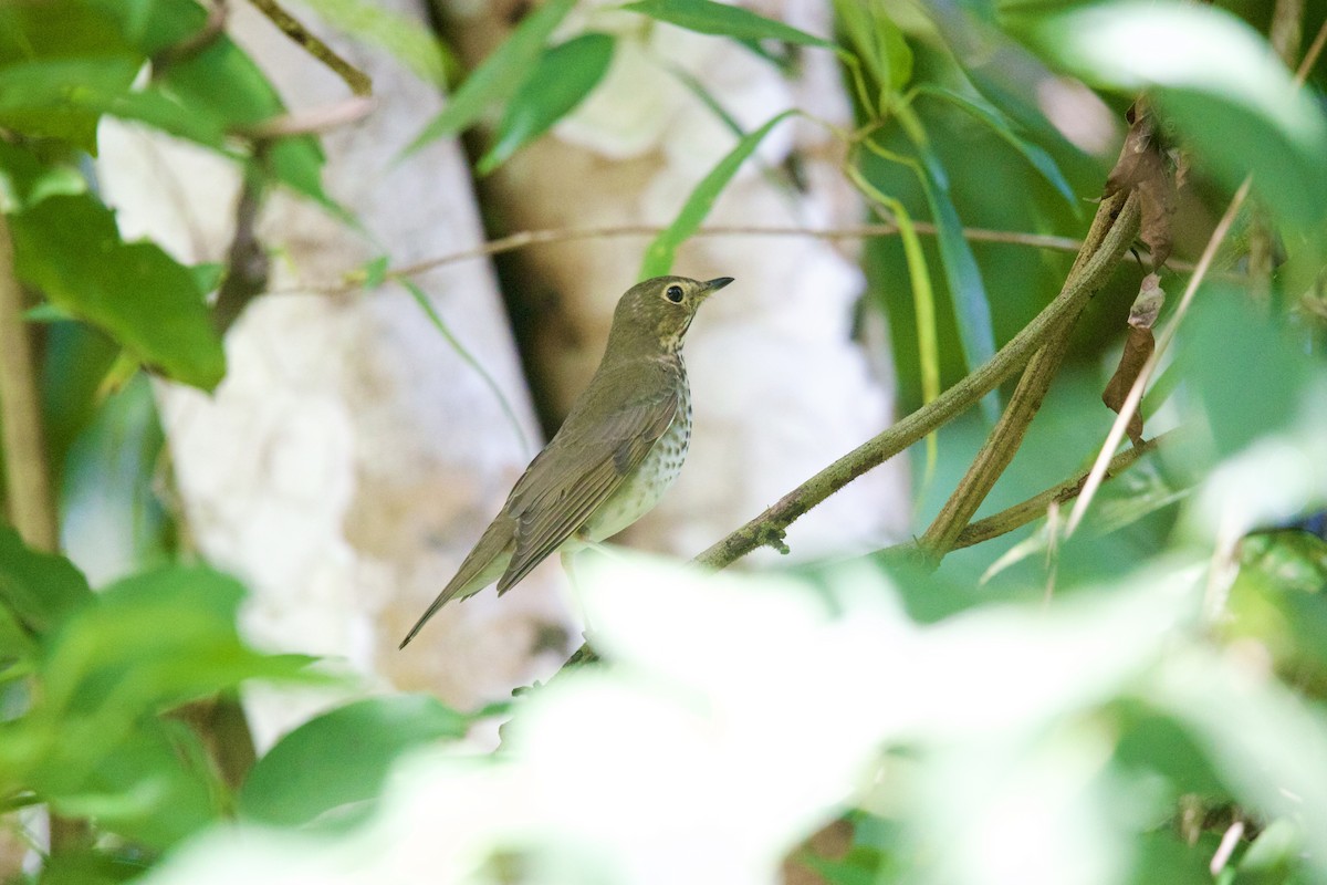 Дрізд-короткодзьоб Cвенсона - ML644643247
