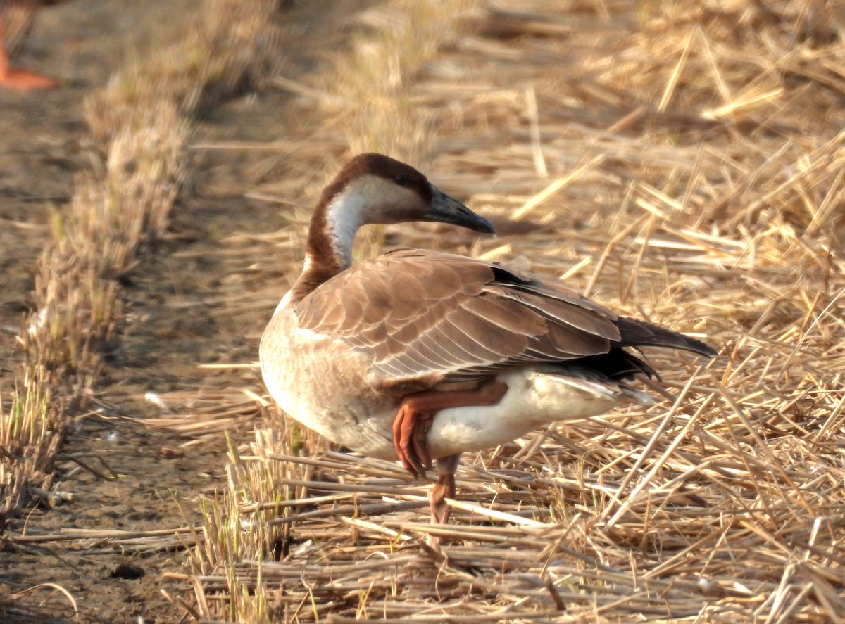 Ánsar Cisnal - ML644643255