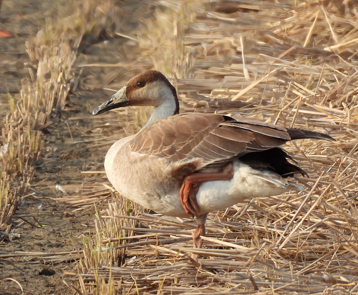 Ánsar Cisnal - ML644643256