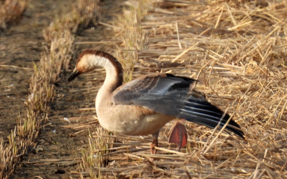 Ánsar Cisnal - ML644643257